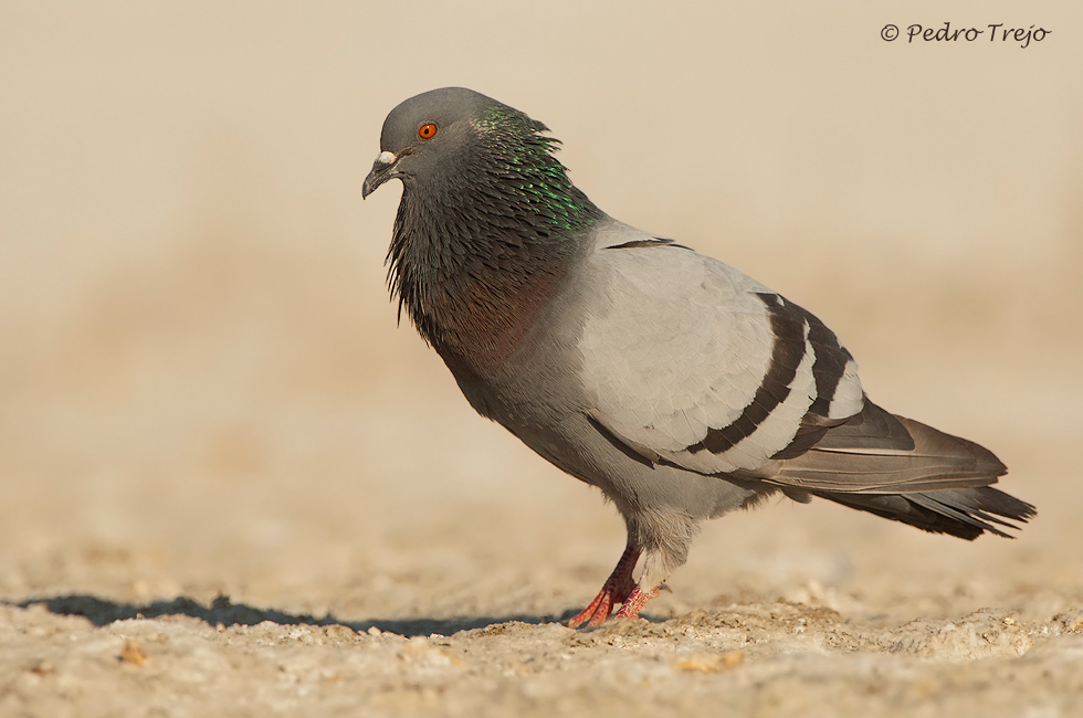 Paloma bravia (Columba livia)